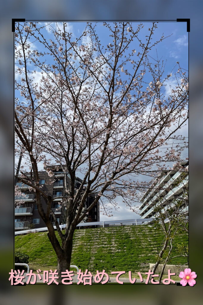 桜の花が咲き始めている木