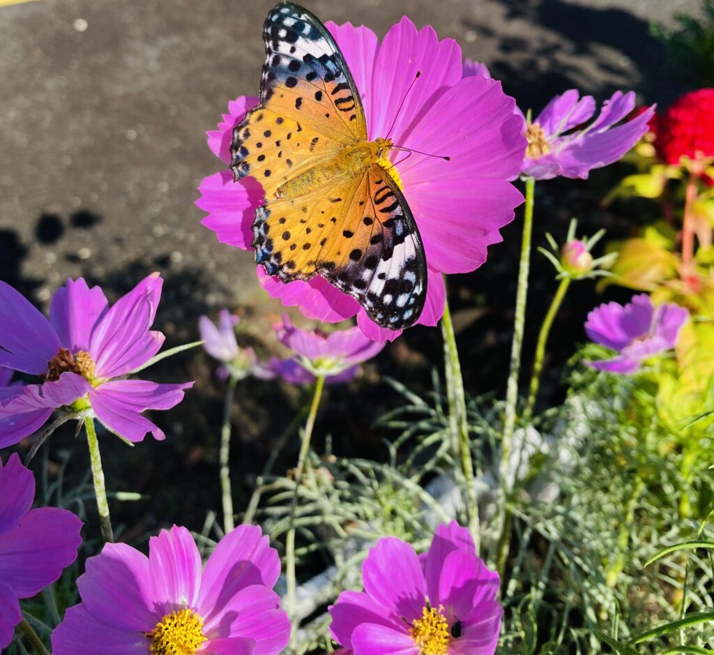 花の蜜を吸っている蝶々